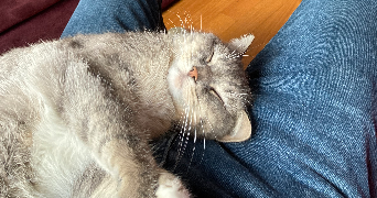 charles  pet sitter à RENNES 35000_1