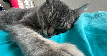 baptiste pet sitter à PARIS 11 75011_1