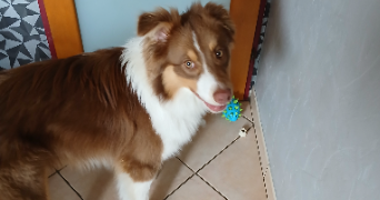 sandrine pet sitter à ANNOEULLIN 59112_5