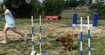 emma pet sitter à BOMPAS 66430_1