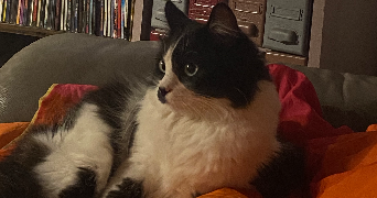 lyna pet sitter à TOULOUSE 31000_2