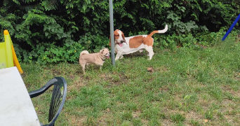 juliana pet sitter à ST ETIENNE DU ROUVRAY 76800_8