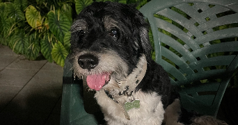 manihi pet sitter à Boulogne sur mer 62200_8