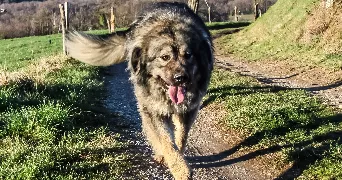 Peter pet sitter à Saint-André-de-Najac 12270