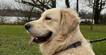 elyne pet sitter à VALENCIENNES 59300_4