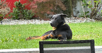 hervé pet sitter à MARNAZ 74460_0