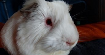 julianne pet sitter à NOMDIEU 47600_1