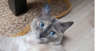 azilys pet sitter à CLERMONT FERRAND 63000_4