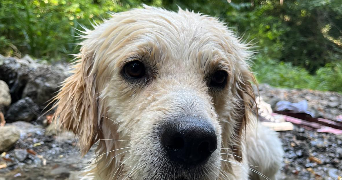 clara pet sitter à GRENOBLE 38000_7