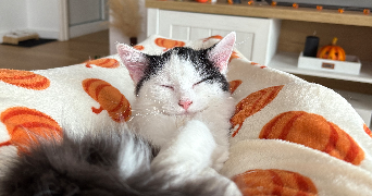 justine pet sitter à Lens 62300_8