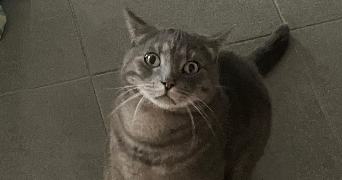 odile pet sitter à CAEN 14000_4