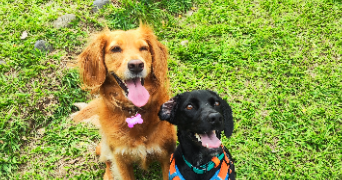 emma pet sitter à PARIS 14 75014_3