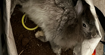 léonie pet sitter à DAMMARTIN EN GOELE 77230_3