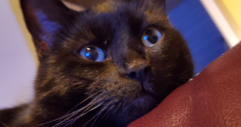 laetitia pet sitter à THONON LES BAINS 74200_5