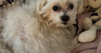 athéna pet sitter à GIF SUR YVETTE 91190_1
