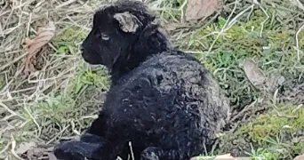 serena pet sitter à LA VERPILLIERE 38290