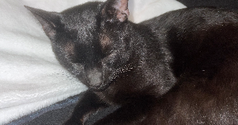 eva pet sitter à TOURS 37000_2