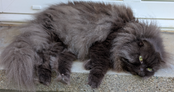 océane pet sitter à MOUTIERS 54660_3