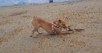 jenna pet sitter à BAYONNE 64100_7