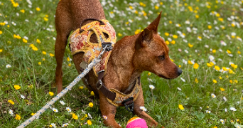 emeraude pet sitter à LA ROCHELLE 17000_19
