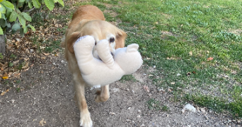 charlotte pet sitter à POITIERS 86000_0