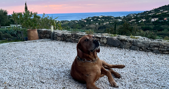 ambre pet sitter à VILLEFRANCHE SUR SAONE 69400_2