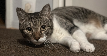 maeline pet sitter à SAVIGNY SUR ORGE 91600_5