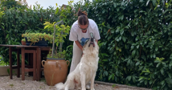 ange pet sitter à AISEREY 21110_0