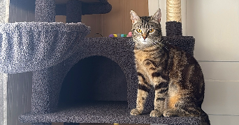 lisa pet sitter à YUTZ 57970_5