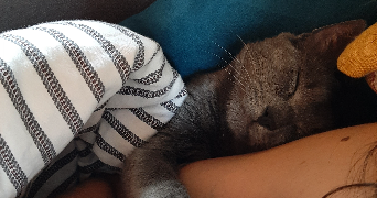 anaïs  pet sitter à FURIANI 20600_2