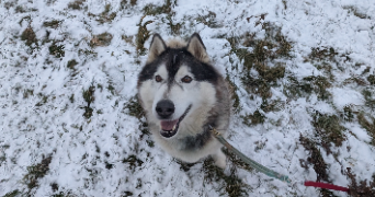 flavie pet sitter à CHAMPENOUX 54280_13