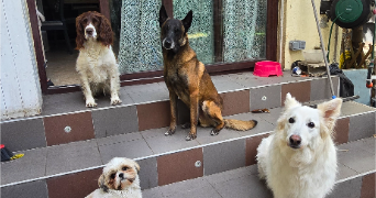 laura pet sitter à VINCENNES 94300_8