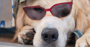 hugo pet sitter à VALENCIENNES 59300_3