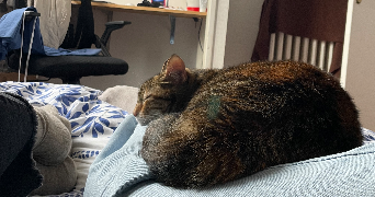 jeanne pet sitter à BREST 29200_4