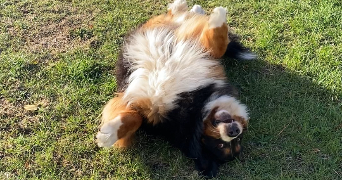 laëtitia pet sitter à ST ETIENNE 42100_4