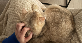 emma pet sitter à AGINCOURT 54770_3