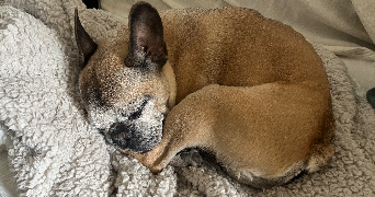 camille pet sitter à PARIS 18 75018_1