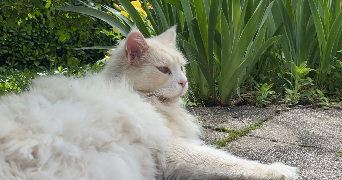 anaïs pet sitter à LYON 08 69008_3