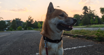theo pet sitter à PAU 64000_2