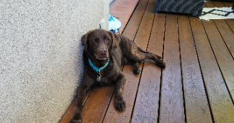 stéphanie pet sitter à LA GARDE 83130_4