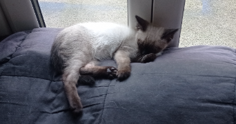 roxanne pet sitter à CHAMALIERES 63400_5
