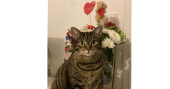 paola pet sitter à ST MALO 35400_1