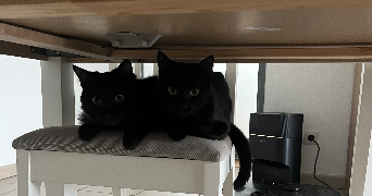 pauline pet sitter à TOULON 83000_2