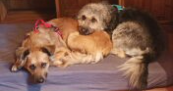 cédrine pet sitter à CAEN 14000_2