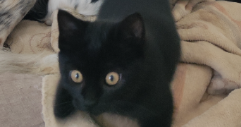 tiphaine pet sitter à HERBIGNAC 44410_4