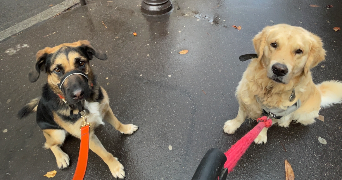 elie pet sitter à PARIS 11 75011_8