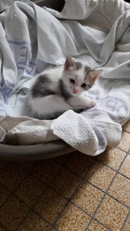 Aurore pet sitter à Mezel 63115_2