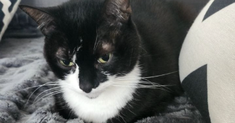 isabelle cat sitter à TOULOUSE 31300_4