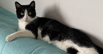 mégane pet sitter à CREPY EN VALOIS 60800_2