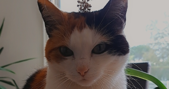 coralie pet sitter à TOURCOING 59200_9